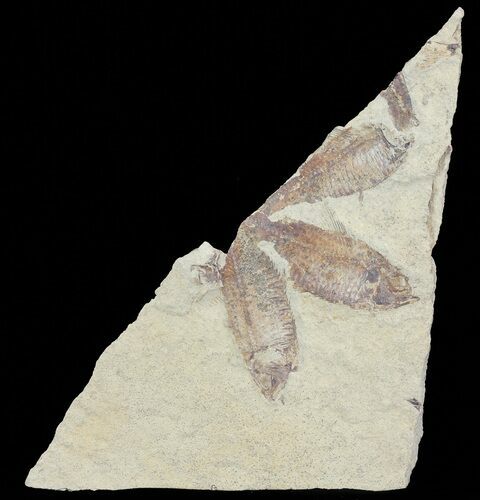 Fossil Fish (Gosiutichthys) Mortality Plate - Lake Gosiute #68413